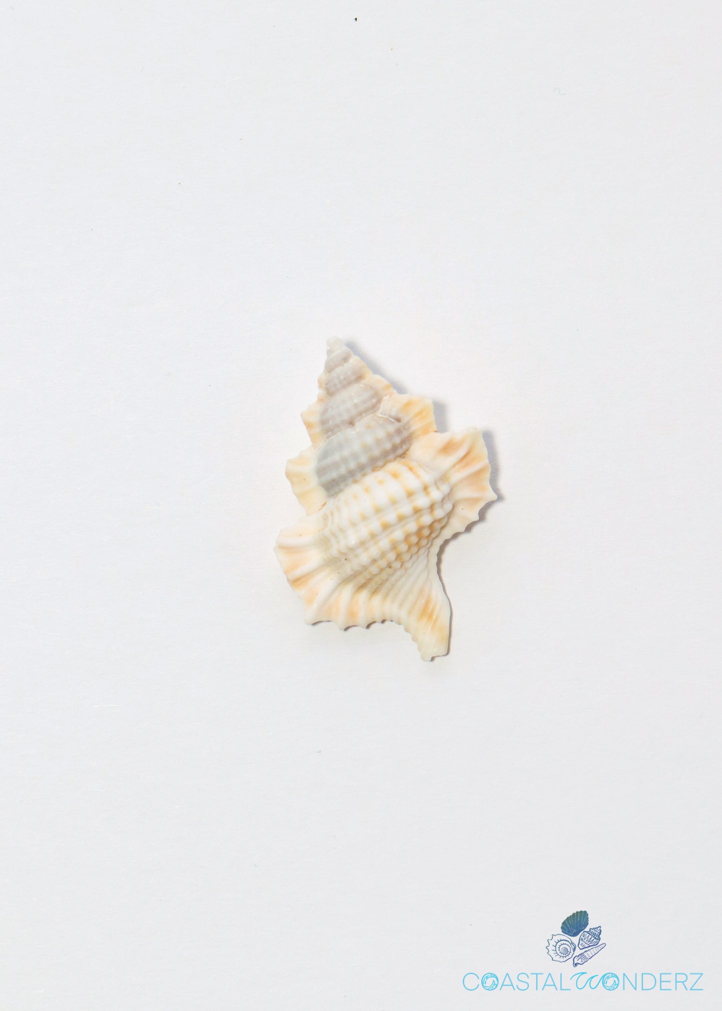 Maple Leaf Shell (Biplex Perca)