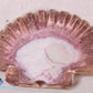 Mexican Flat Scallop Shell (Pecten Vogdesi)