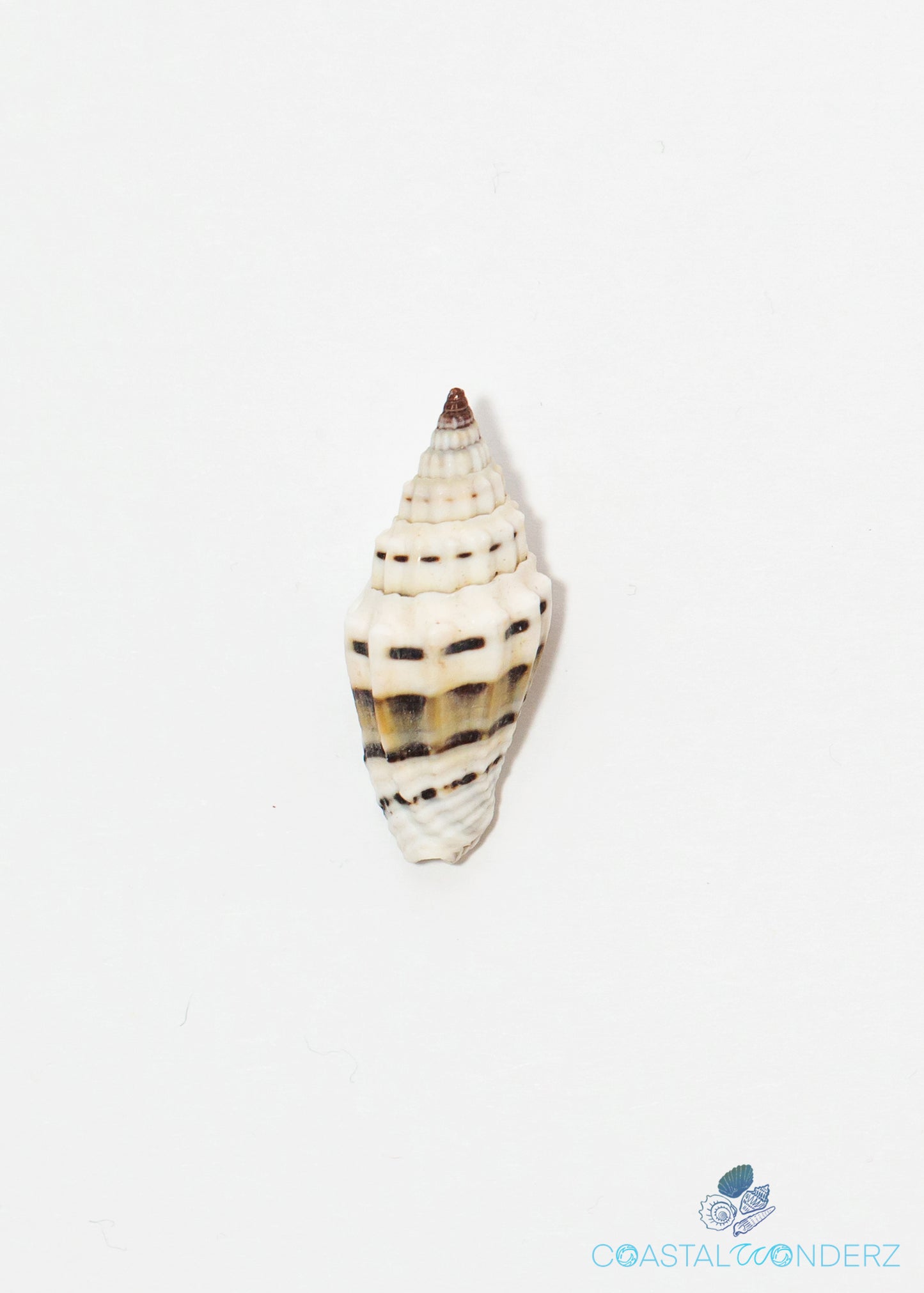 Mitra Ragosa Shell