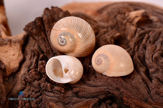 Nautica Lineata Shells