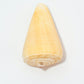 Oak Cone Shell (Conus Quercinus)