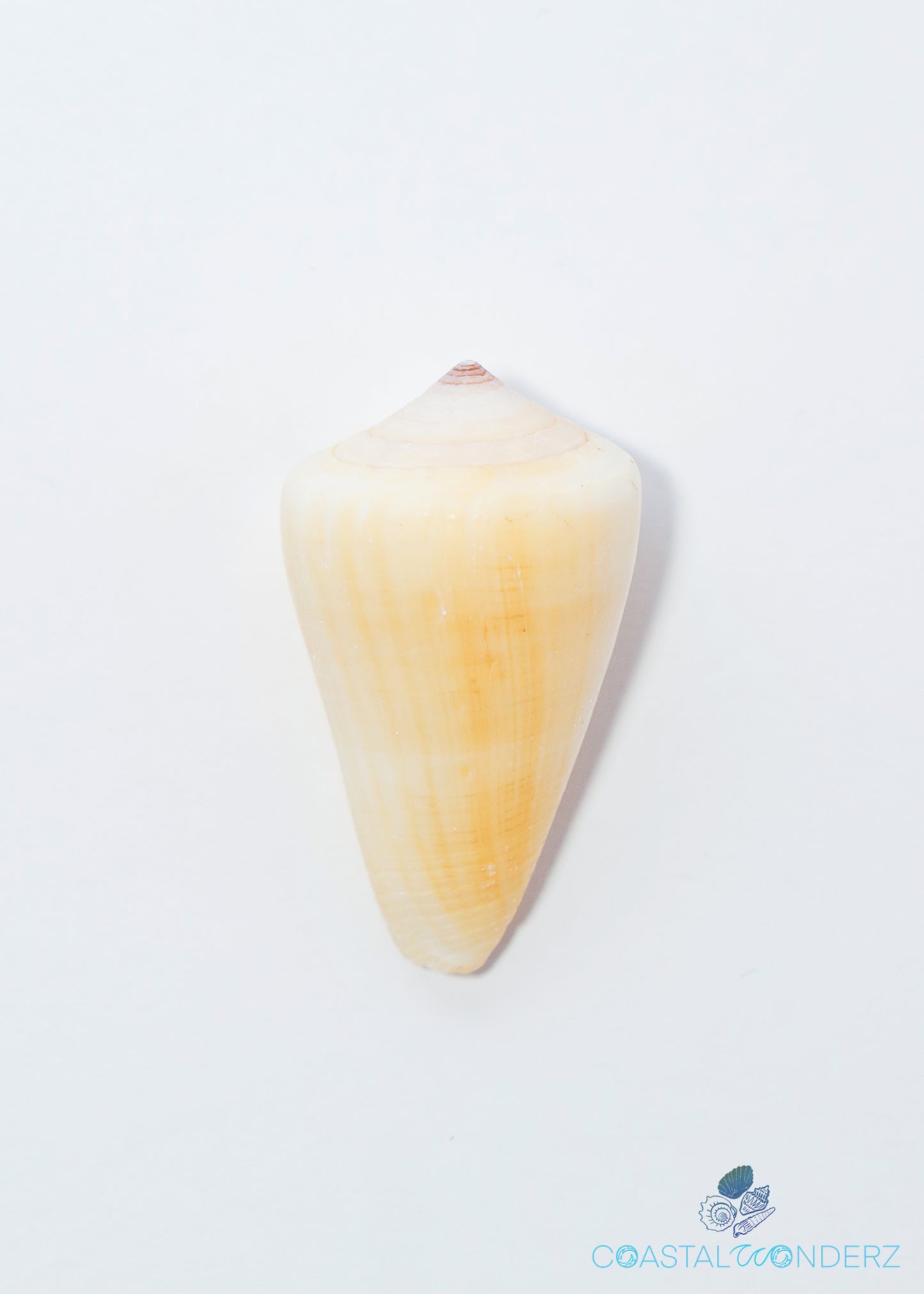 Oak Cone Shell (Conus Quercinus)