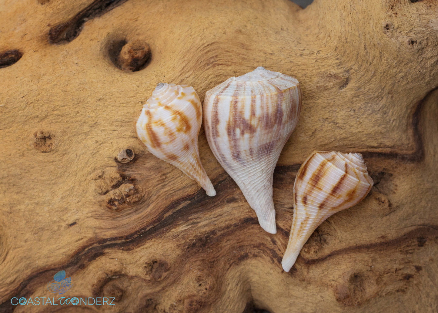 Pear Whelk Shell (Busycotypus Spiratus)