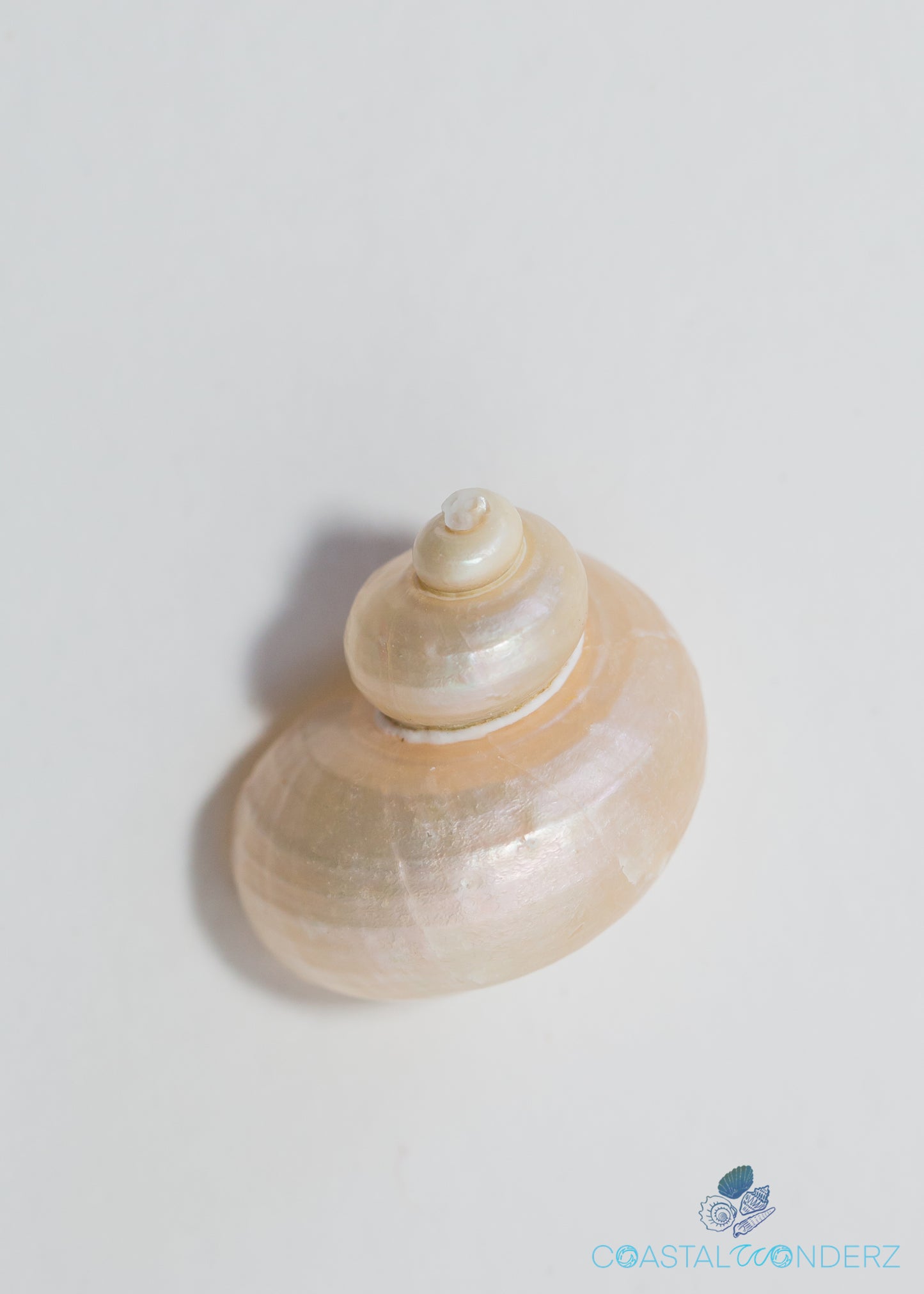 Pearl Turbo Shell