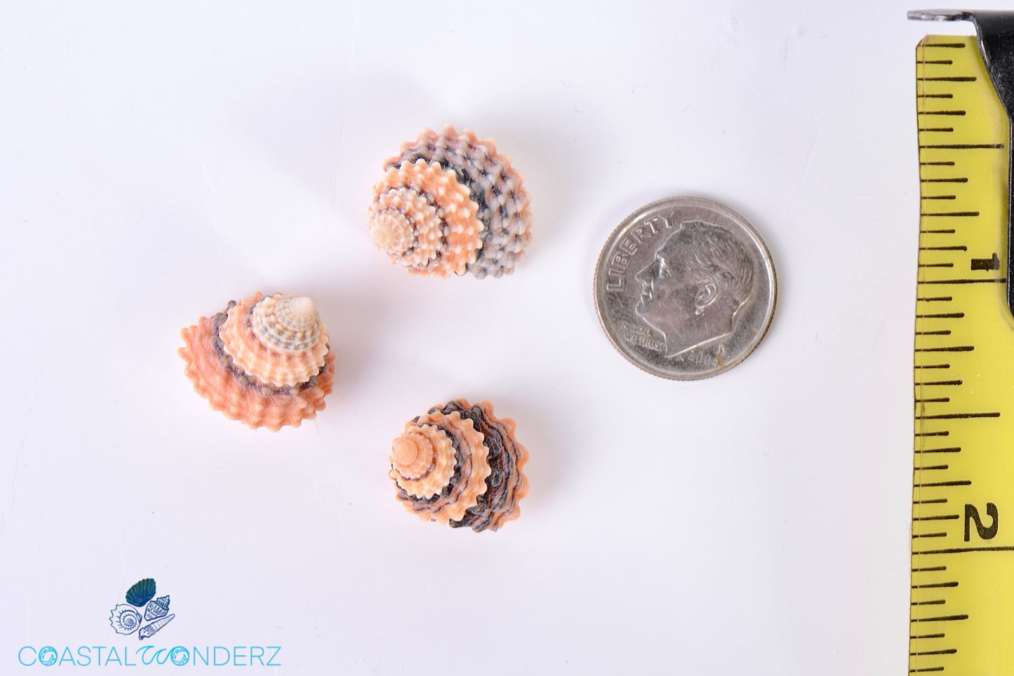 Beaded Candy Periwinkle Shell (Coronate Periwinkle or Tectarius Coronatus)