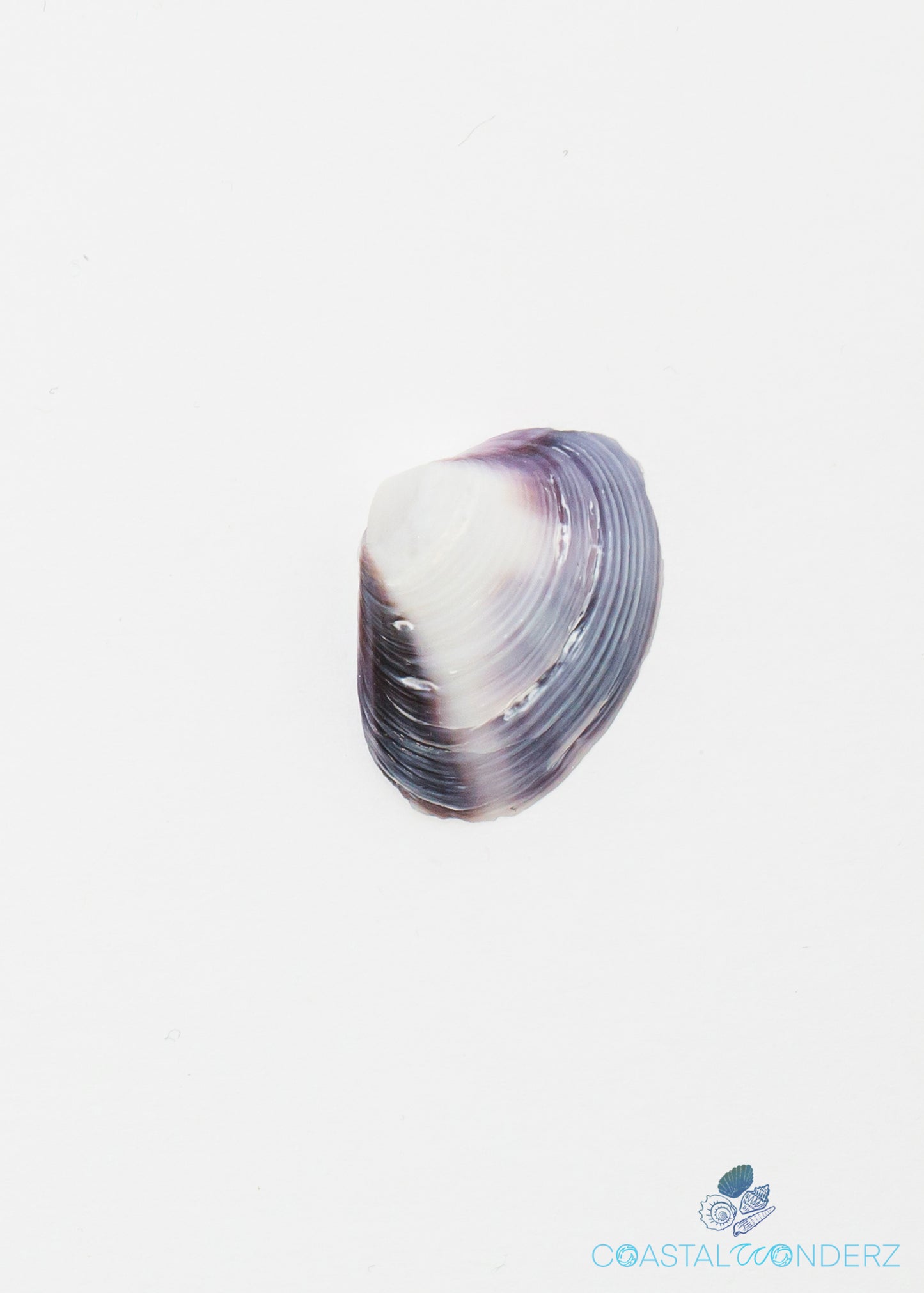 Purple Clam Shells