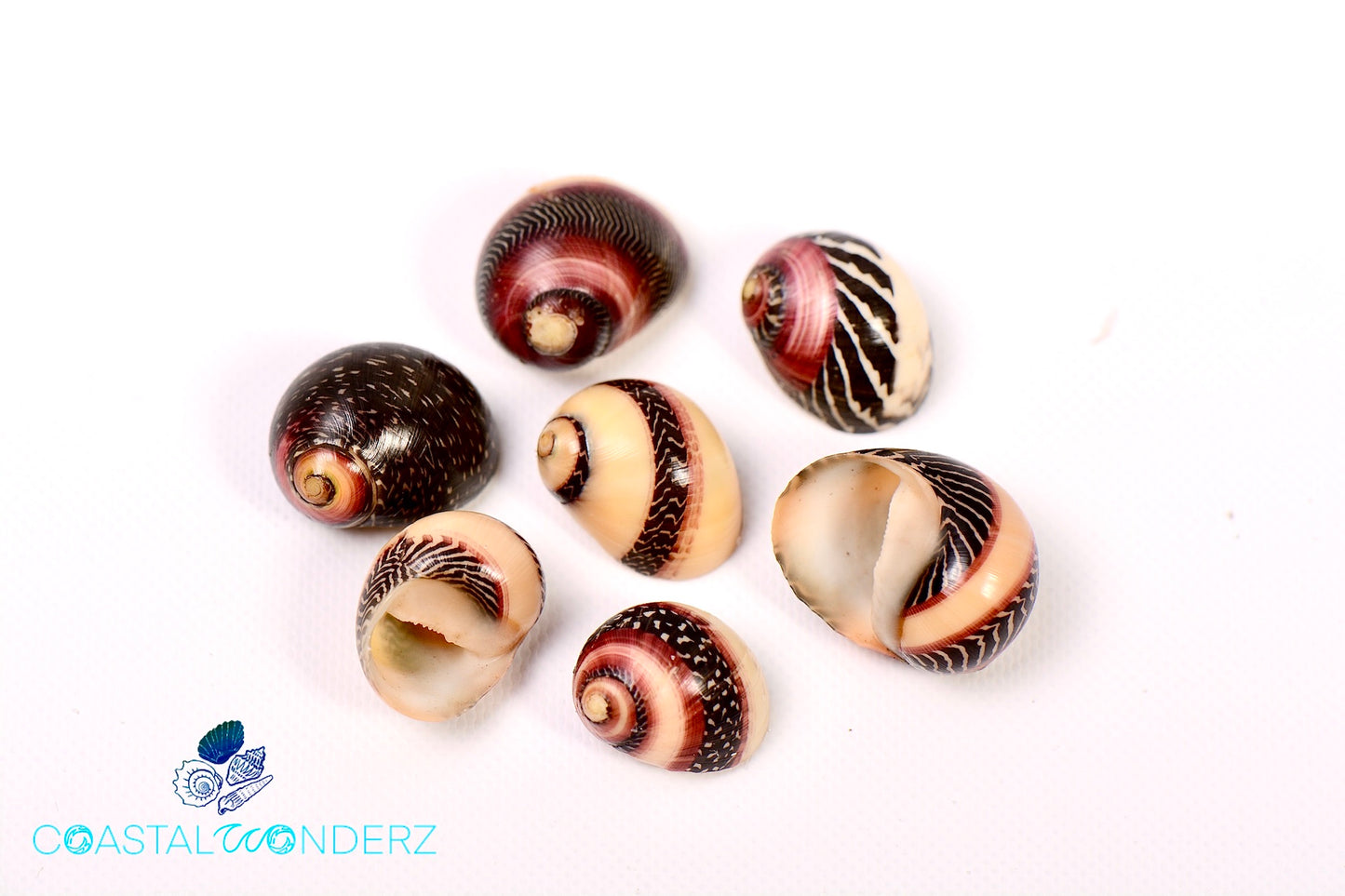 Red Nerite Red Racer Shells