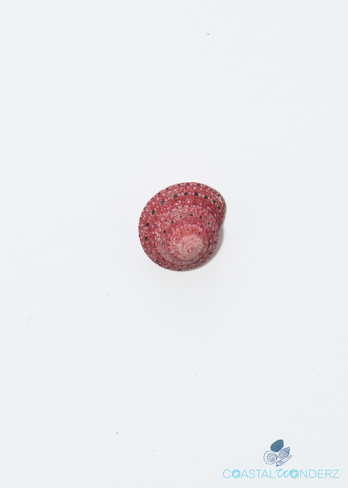 Red Strawberry Top Snail Shells