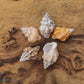 Ribbed Cantharus Shells (Hesperisternia Multangulus)