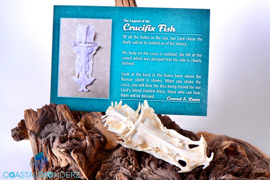 Sail Catfish Crucifix (Gafftop Fish Bone)