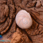 Shark's Eye or Moon Snail Shell (Moon Snail, Neverita Duplicata)