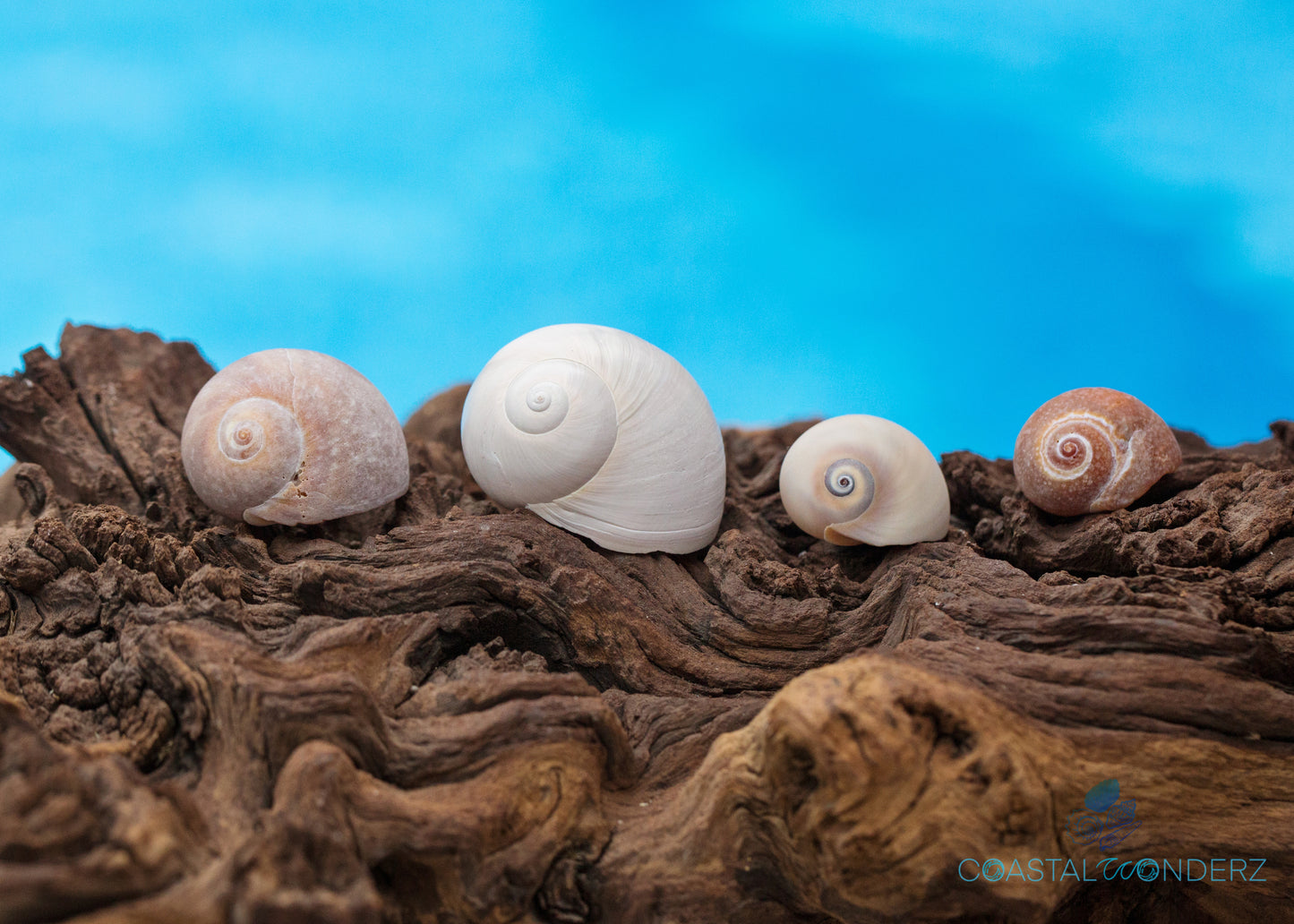 Shark's Eye or Moon Snail Shell (Moon Snail, Neverita Duplicata)