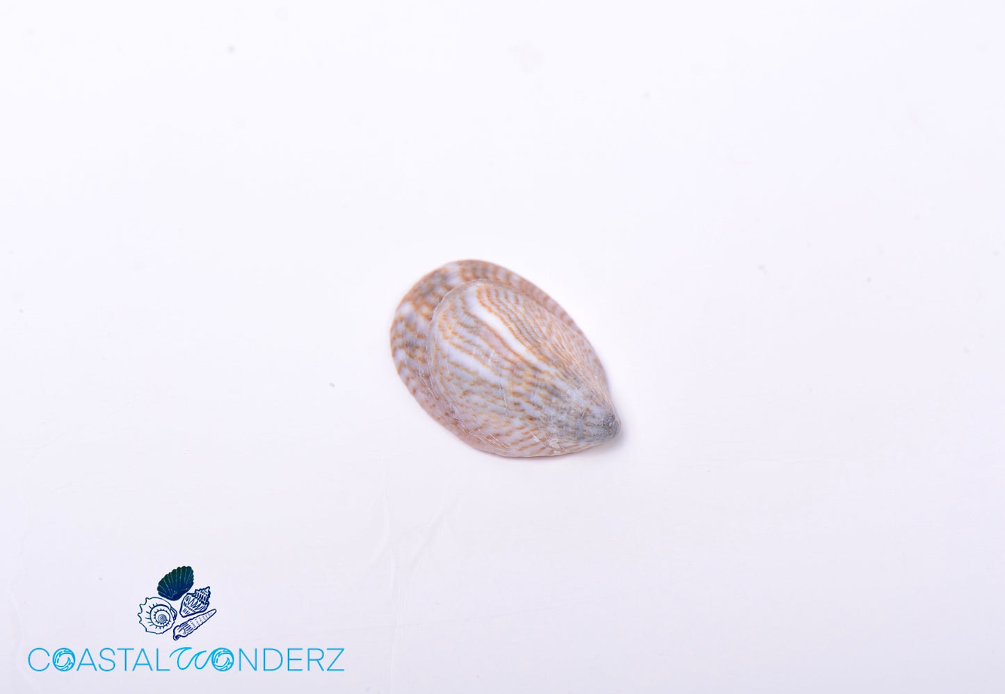 Florida Slipper Shell (Crepidula Fornicata)