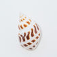 Spotted Babylonia Shell (Areola Babylon)