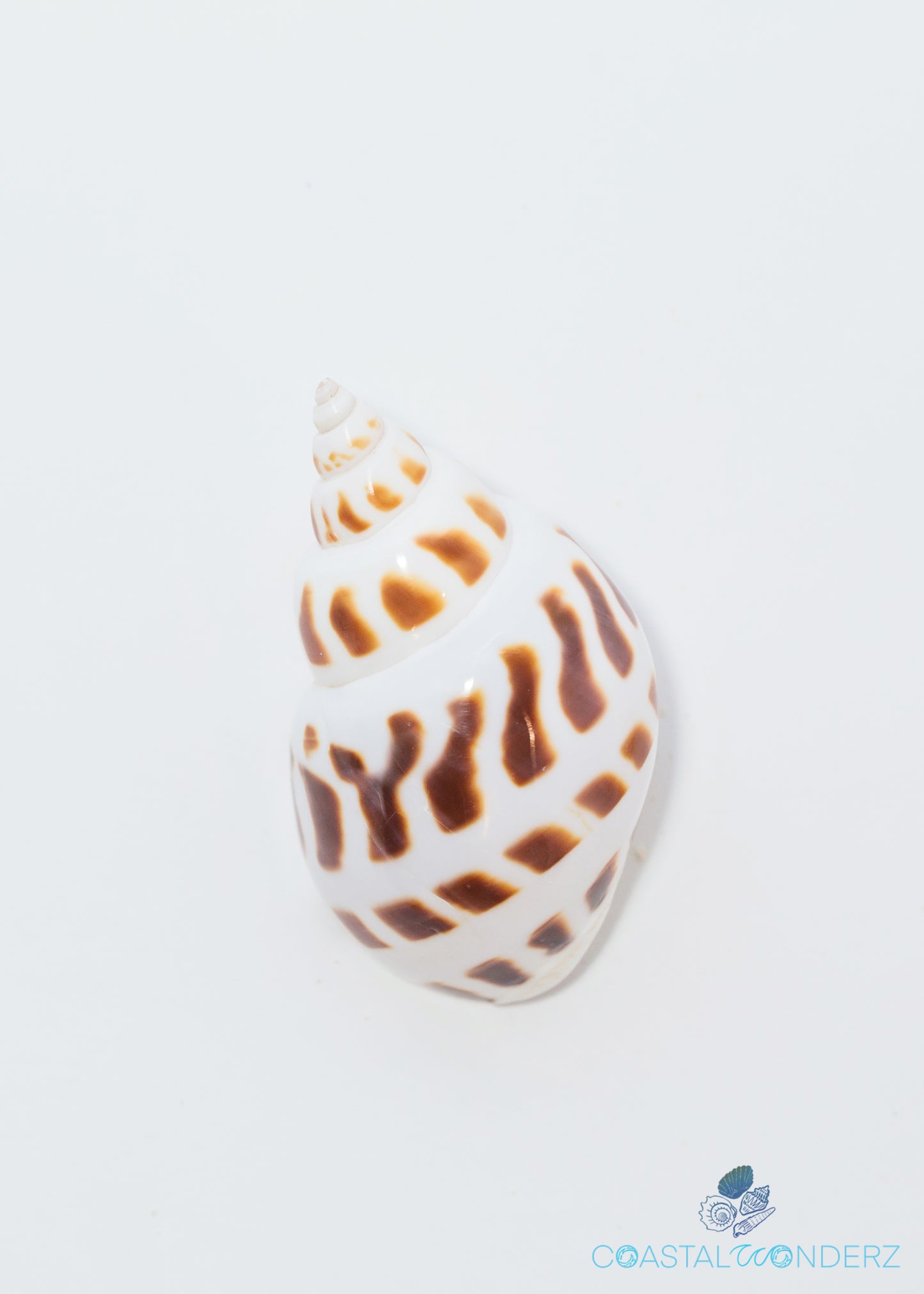 Spotted Babylonia Shell (Areola Babylon)
