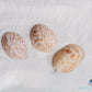 Spotted Slipper Shell (Crepidula Maculosa)