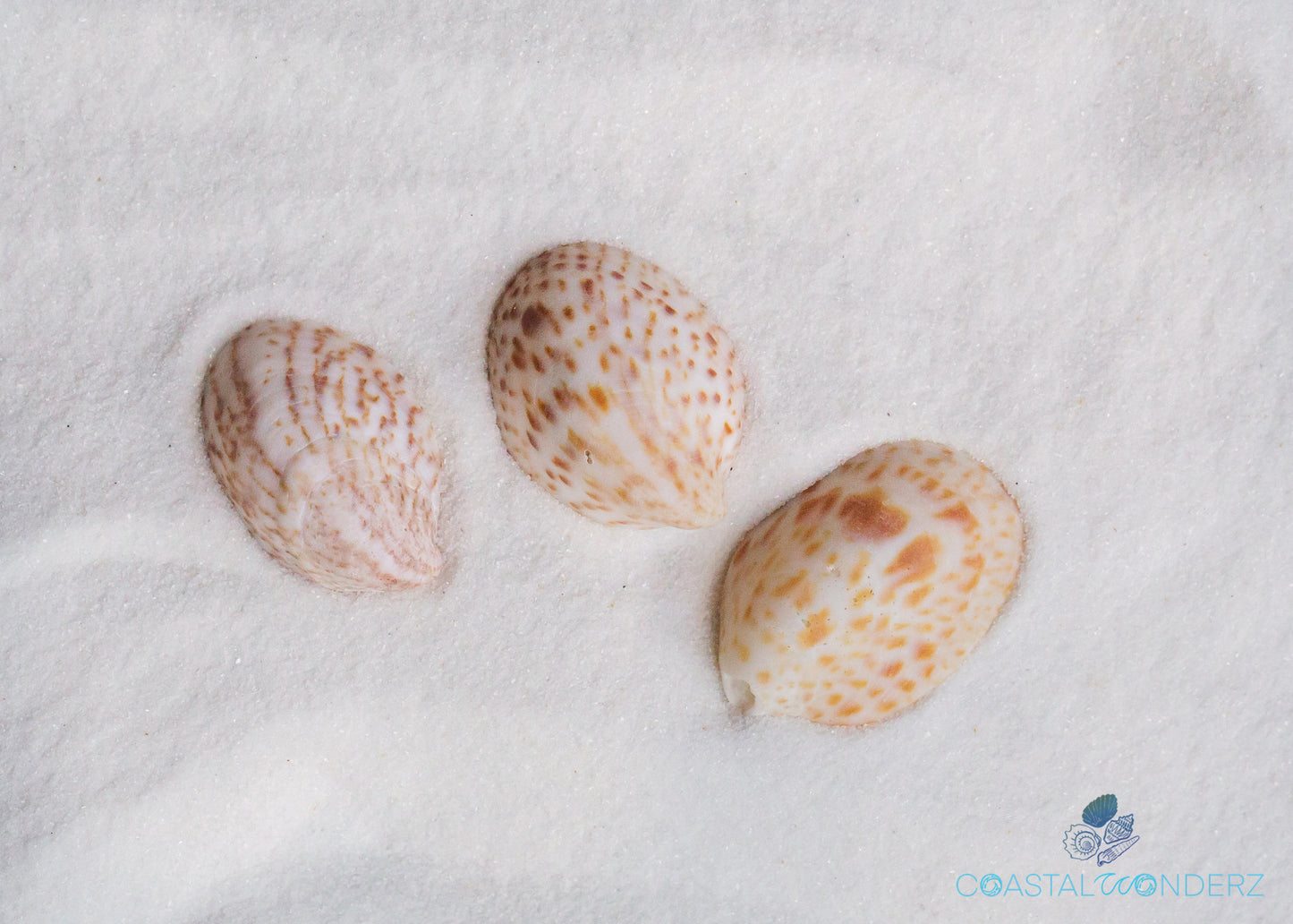 Spotted Slipper Shell (Crepidula Maculosa)