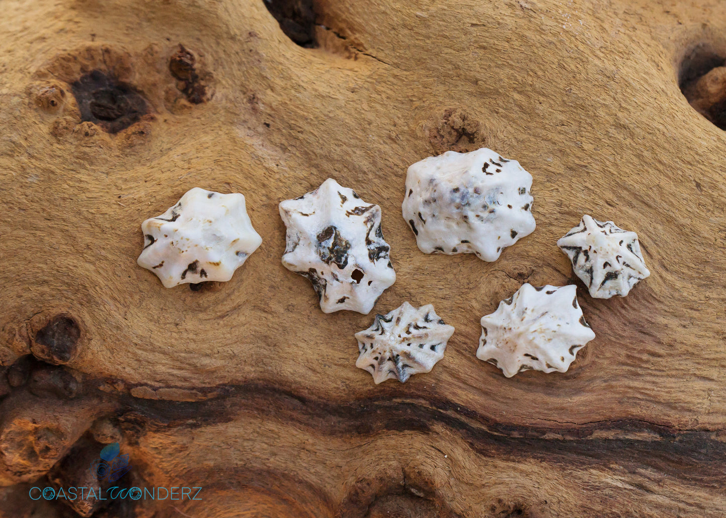 Star Limpet Shells