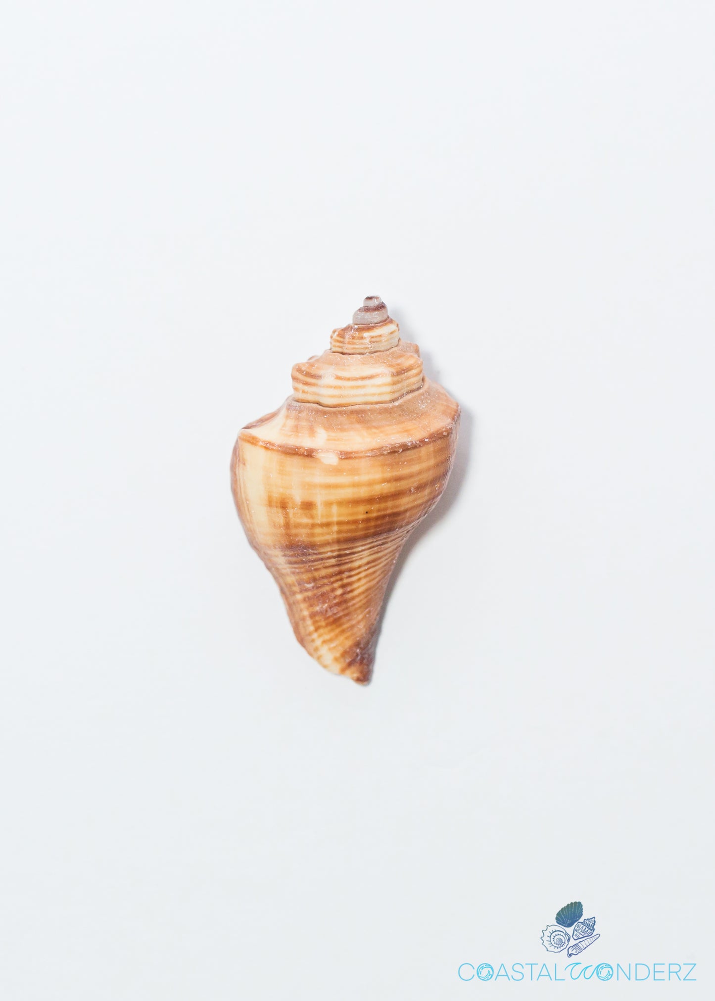 Vole Shell (Hemifusus Pugilinus)