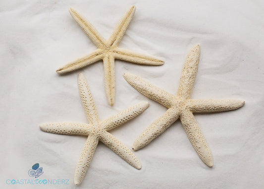 White Finger Starfish (Linkia laevigata)