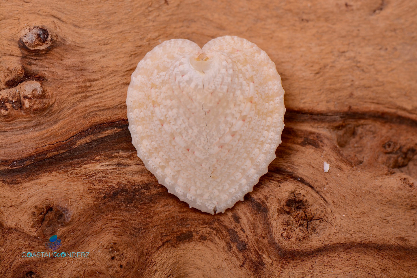 Heart Shaped Cockle Seashell Pairs (Cardium Cardissa)