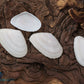 White Tellin Shells (Tellidora cristata)