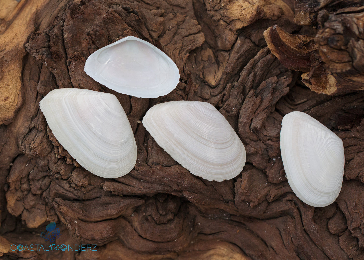 White Tellin Shells (Tellidora cristata)